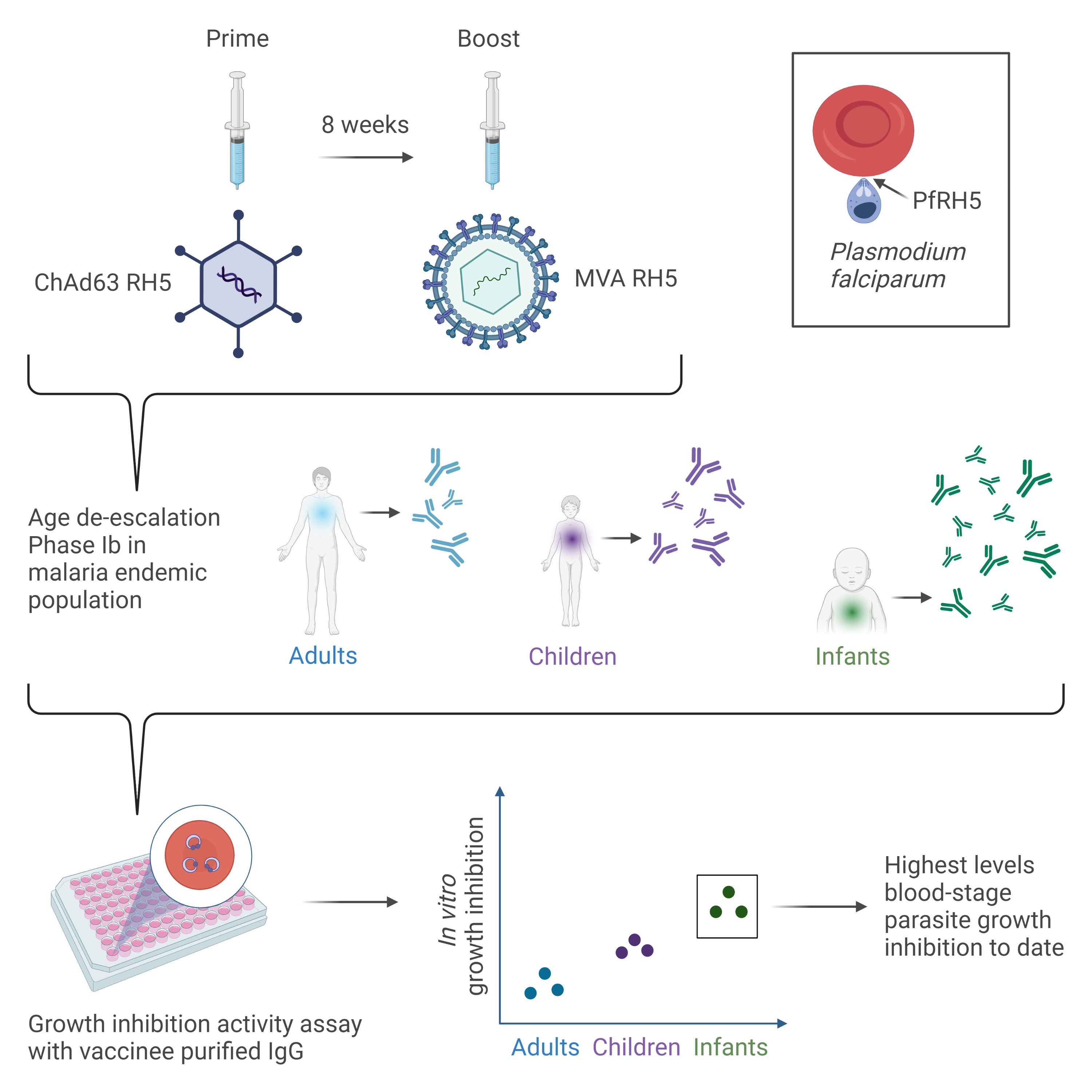vac070 graphical abstract cn