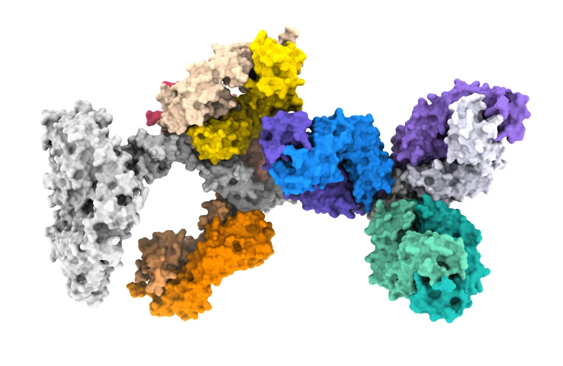 graphic image of RIPR structure