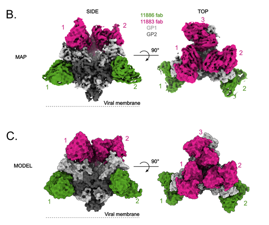 cryo-electron microscopy structure of EBOV GP 