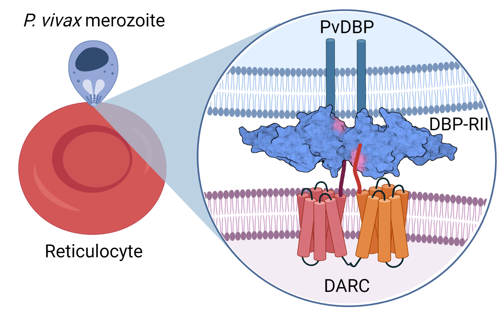 vivax dbp darc
