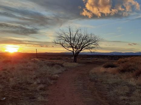 Sante Fe Tree