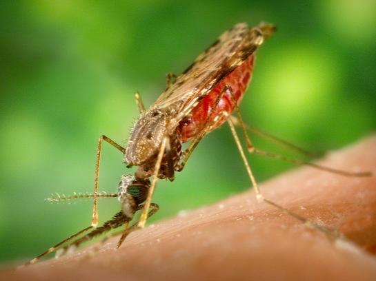 anopheles albimanus mosquito