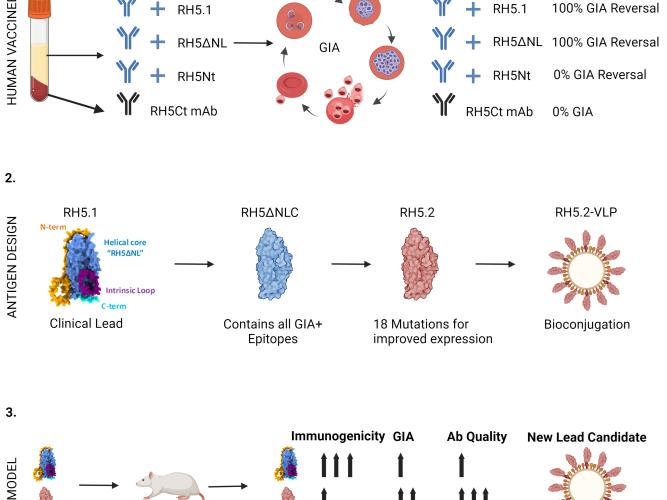 final cell reports medicine graphical abstract
