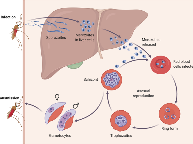 malaria transmission cycle
