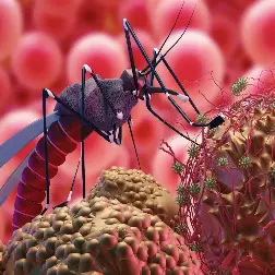 OptiVivax