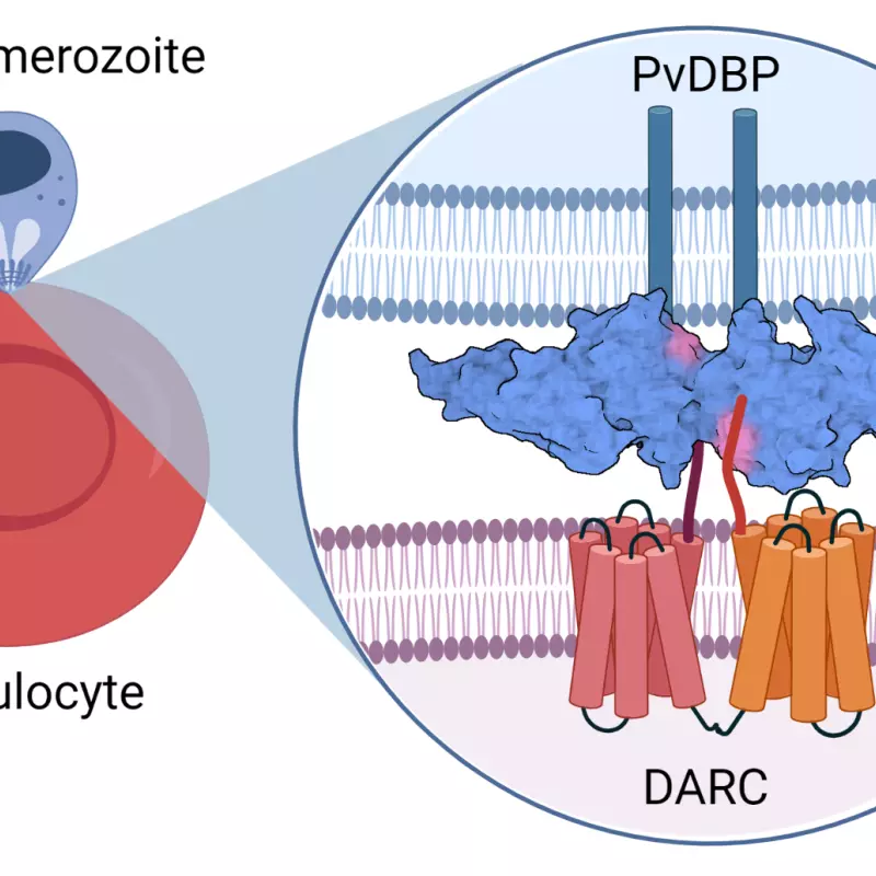 vivax dbp darc