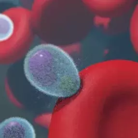 the blood stage malaria parasite (merozoite) attaching to, and about to invade, a red blood cell