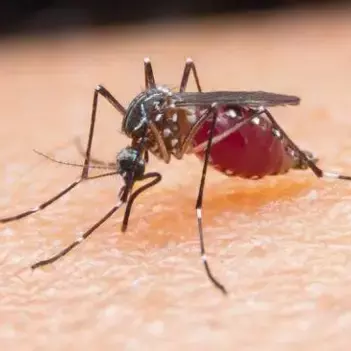 malaria image bbc article