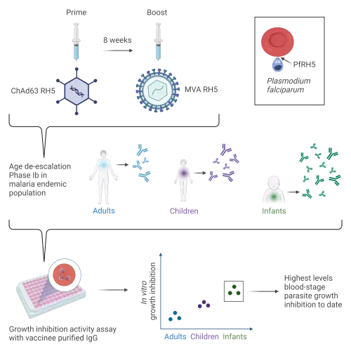 vac070 graphical abstract cn