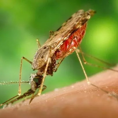 anopheles albimanus mosquito