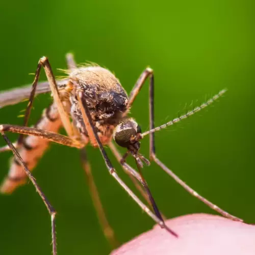 Malaria mosquito