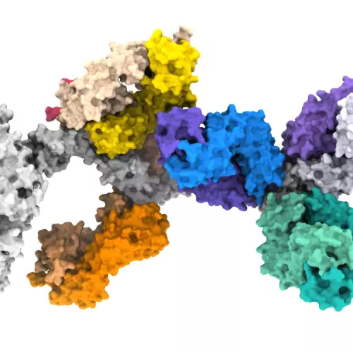 graphic image of RIPR structure