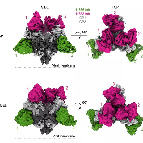 cryo-electron microscopy structure of EBOV GP 