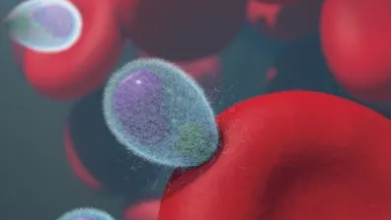 the blood stage malaria parasite (merozoite) attaching to, and about to invade, a red blood cell