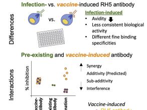 Antibody RH5 vaccine paper abstract