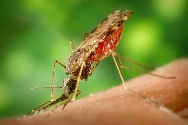 anopheles albimanus mosquito