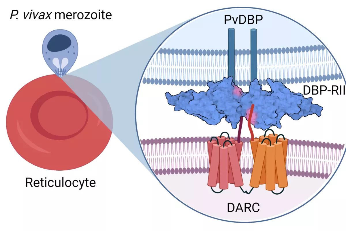 vivax dbp darc